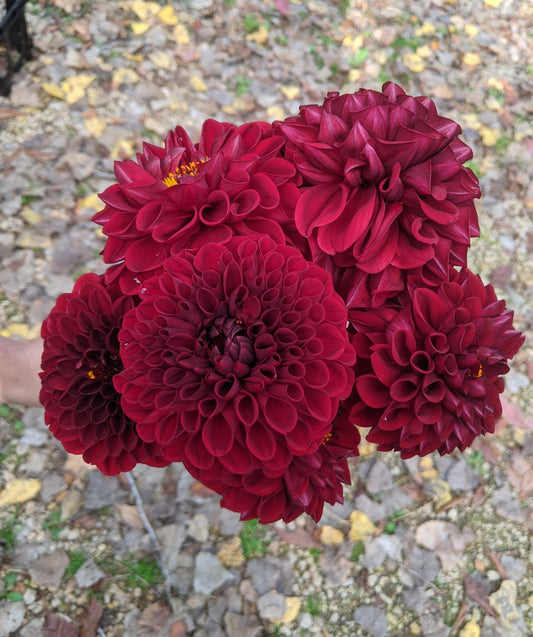 Dahlia Bunches - Jan's Artisan Garden
